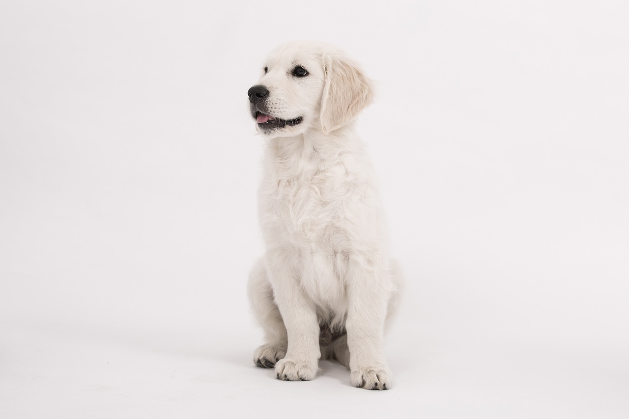 dog, golden retriever, puppy-2655464.jpg