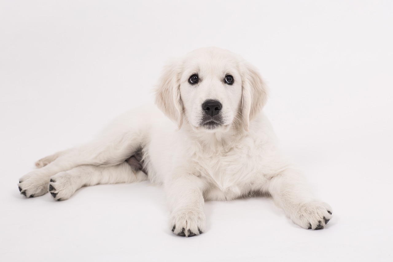 dog, golden retriever, puppy-2655465.jpg