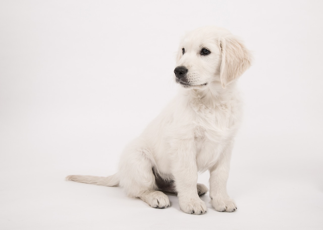 dog, golden retriever, puppy-2655468.jpg