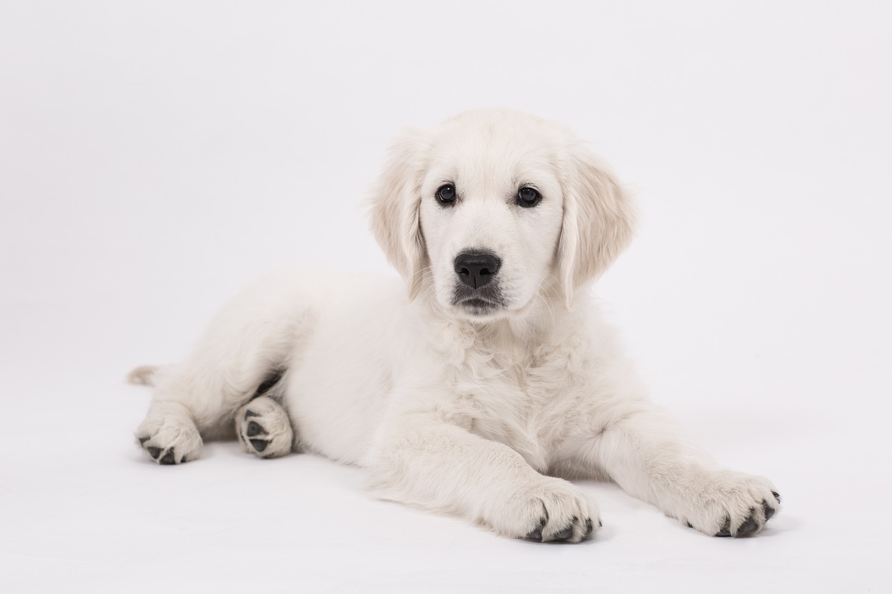 dog, golden retriever, puppy-2655469.jpg