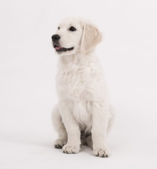 dog, golden retriever, puppy-2655464.jpg