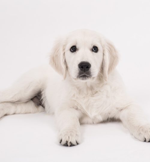 dog, golden retriever, puppy-2655465.jpg