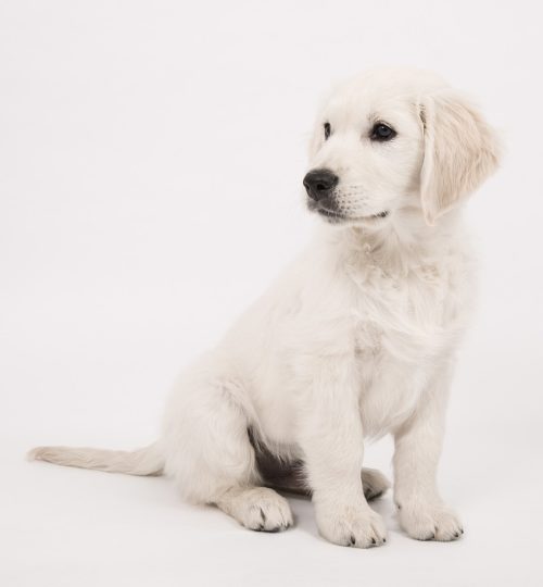 dog, golden retriever, puppy-2655468.jpg