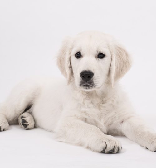 dog, golden retriever, puppy-2655469.jpg